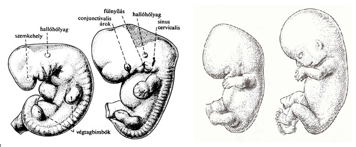 embrió fejlődés