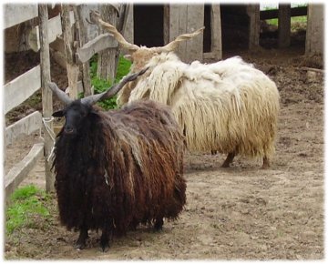 racka1.jpg racka1.jpg