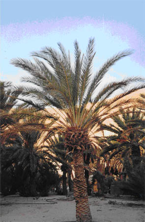 Salman Al-Farisyy és a Próféta (BLV) története Salman Al-Farisyy és a Próféta (BLV) története