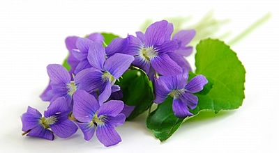 Ibolya csokor Ibolya csokor