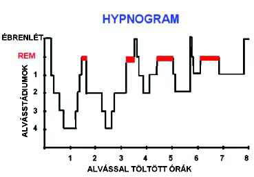 Az alvás periódusai