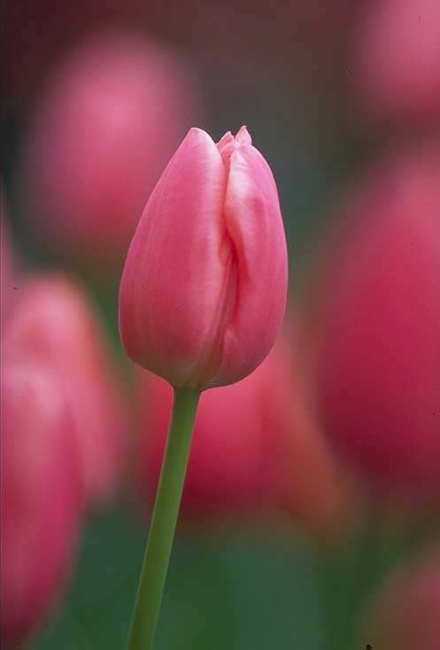 idealis-muszlima-8-1