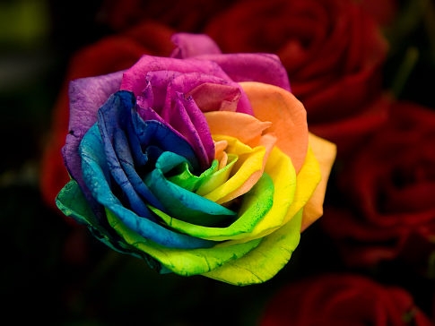 rainbow rose